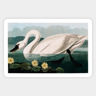 Bird of America  Bird, bird lover, america, beautiful  Public domain painting by John James Audubon Sticker